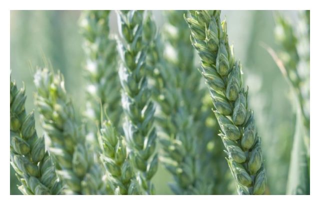 Pszenica zwyczajna ozima Symetria C1 BB 1000 Kg HR Smolice