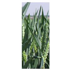 Pszenica zwyczajna ozima Kariatyda C1 BB 1000Kg Top Farms