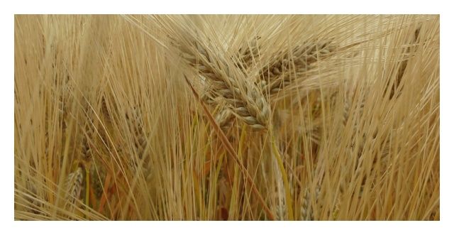 Jęczmień ozimy Jakubus C1 W 1000 Kg