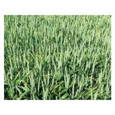 Pszenica zwyczjana ozima Elixer C1 BB Top Farms