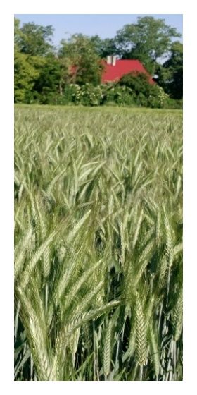 Pszenżyto ozime Mondeo C1 BB 1000Kg Danko