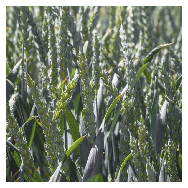 Pszenica zwyczajna ozima Julius C1 BB 1000Kg 