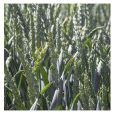 Pszenica zwyczajna ozima Julius C1 BB 1000Kg