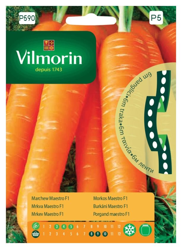Marchew Maestro F1 Taśma 6m Vilmorin
