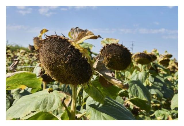 Słonecznik LG 53.77  150 tyś C1 Limagrain