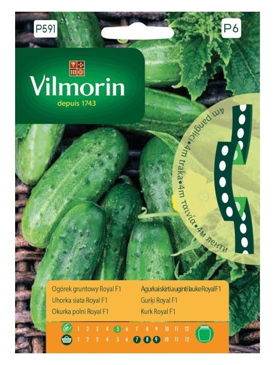 Ogórek Royal F1 Taśma 4m Vilmorin
