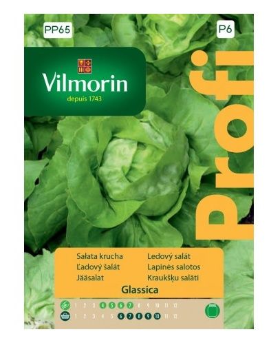 Sałata Glassica F1 Profi 100 nasion Vilmorin