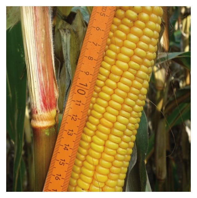 Kukurydza Jaipur F1 C1 50 tys KWS