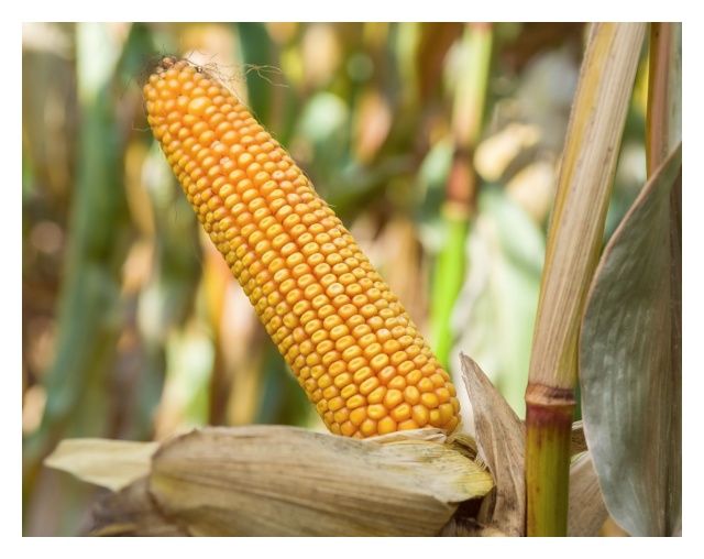 Kukurydza SM Vistula 50 tyś C1 HR Smolice