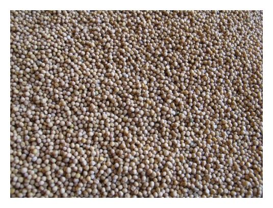 Gorczyca biała Maryna C1 Granum