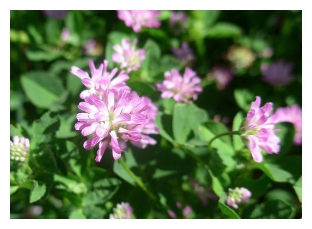 Koniczyna perska Nitro Plus C1 0,5 Kg Granum