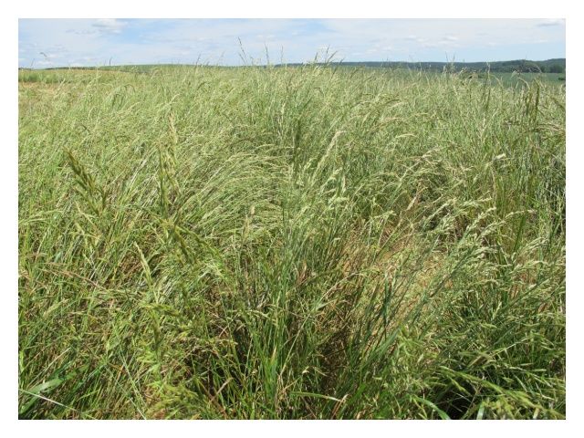 Kostrewa łąkowa Pasja C1 5Kg Granum