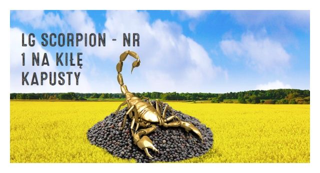 Rzepak ozimy Scorpion F1 C1 Scenic Gold + Lumiposa + Starcover Limagrain