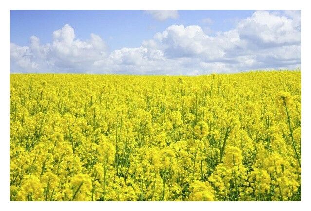 Rzepak ozimy Beatrix CL F1 C1 Integral + Lumiposa Rapool