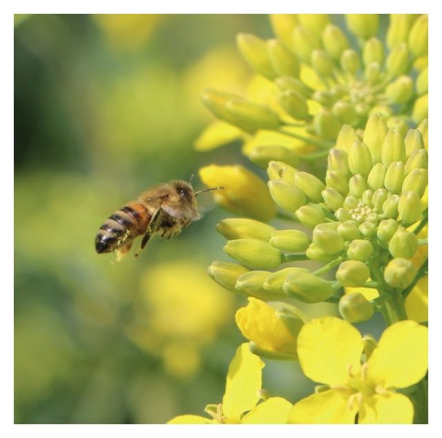 Rzepak ozimy Alitop F1 C1 Scenic Gold + Buteo Start KWS