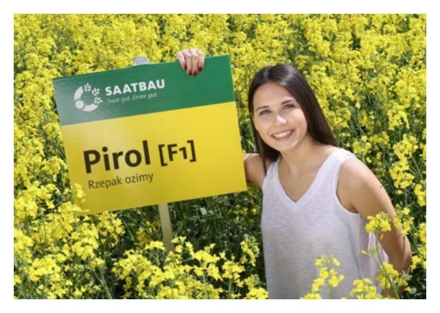 Rzepak ozimy Pirol F1 C1 Buteo Start Saatbau