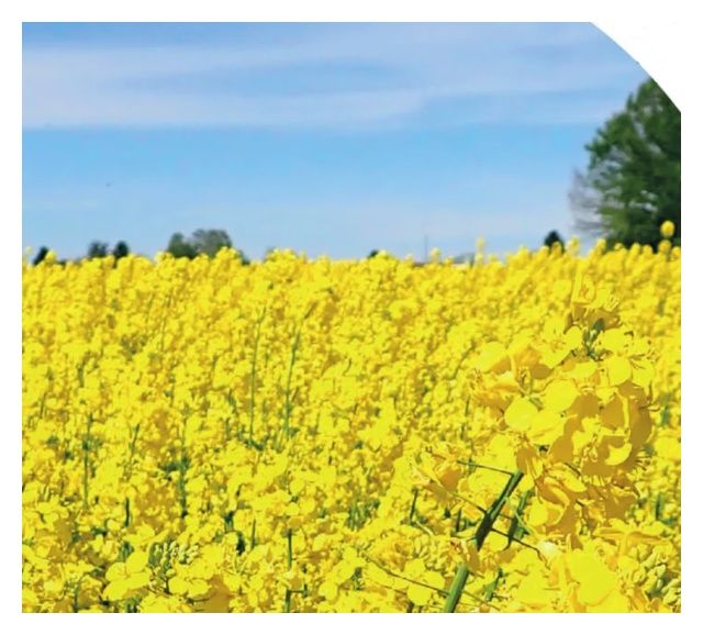 Rzepak ozimy SY Aliboom F1 C1 Scenic Gold + Buteo Start Syngenta