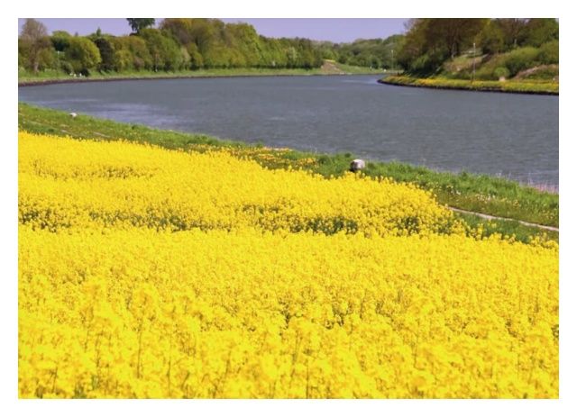 Rzepak ozimy SY Floretta F1 C1 Scenic Gold + Buteo Start Syngenta