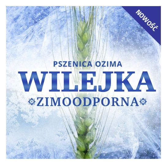 Pszenica zwyczajna ozima Wilejka C1 W