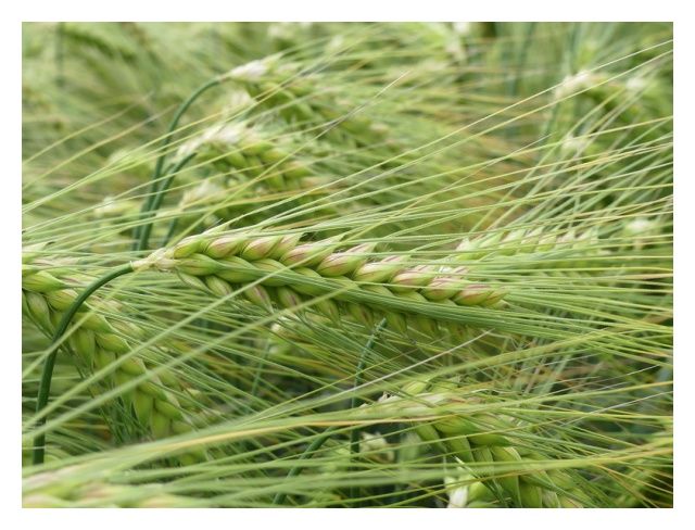 Jęczmień ozimy SU Midnight C1 W 1000Kg Saaten Union