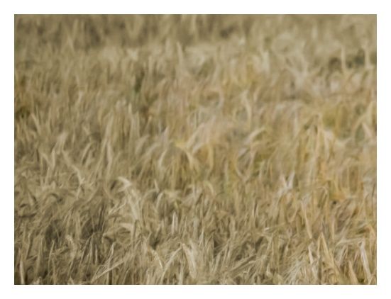 Jęczmień ozimy Bianca C1 BB 1000Kg