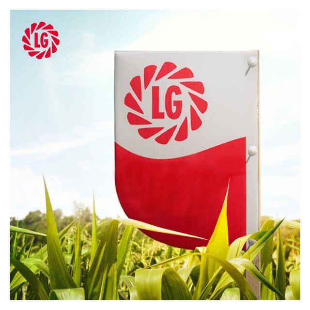 Kukurydza Rosaleen F1 50 tyś C1 Korit Limagrain