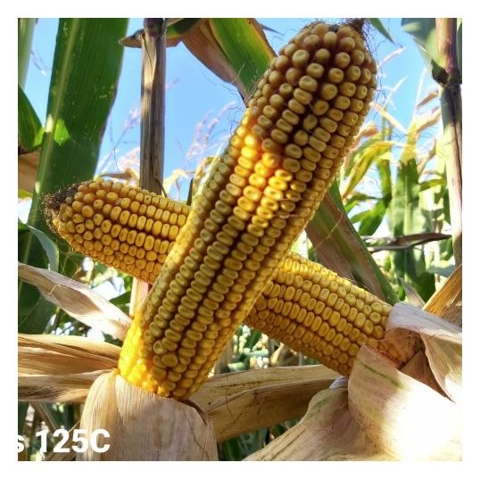 Kukurydza Mas 125.C F1 50 tyś C1 Maisadur