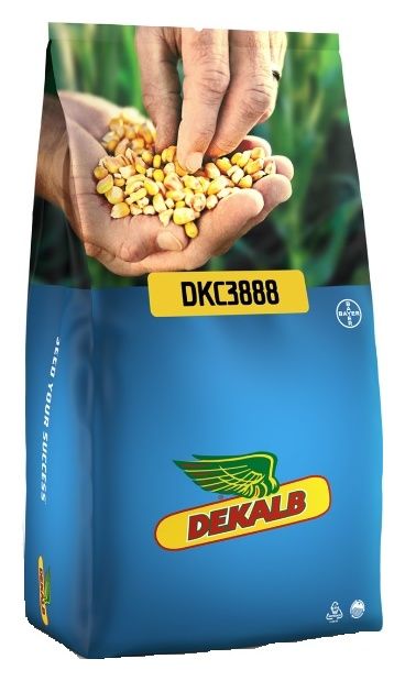Kukurydza DKC 3888 F1 50 tyś C1 + B360 Bayer
