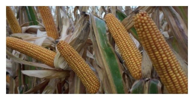 Kukurydza SY Pandoras F1 50 tyś C1 Korit Syngenta