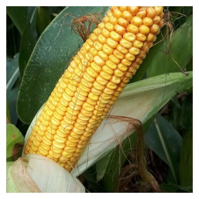 Kukurydza Camillo F1 50 tyś C1 Korit KWS