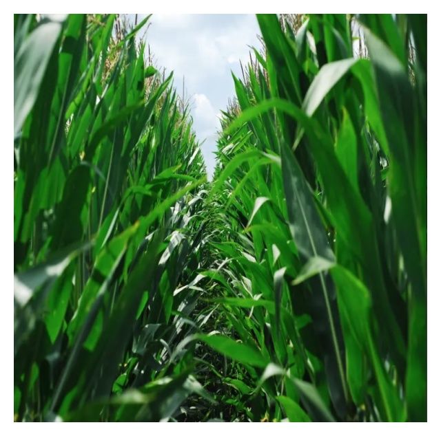 Kukurydza Almondo F1 50 tyś C1 KWS