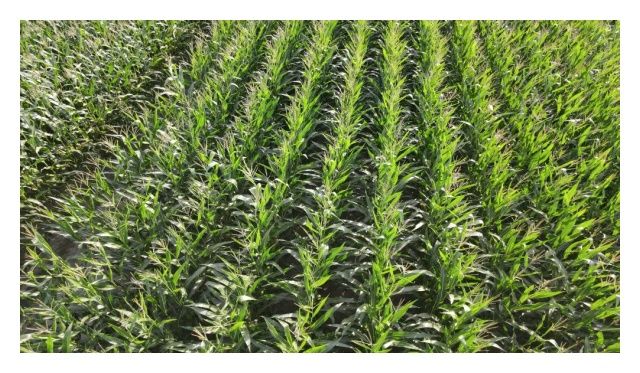 Kukurydza Qualito F1 50 tyś C1 KWS