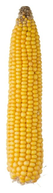 Kukurydza SM Giewont 50 tyś C1 HR Smolice