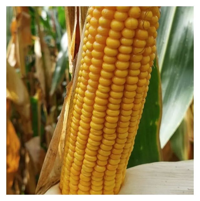 Kukurydza Garantio F1 50 tyś C1 KWS