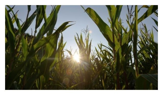 Kukurydza KWS Emporio F1 50 tyś C1 KWS