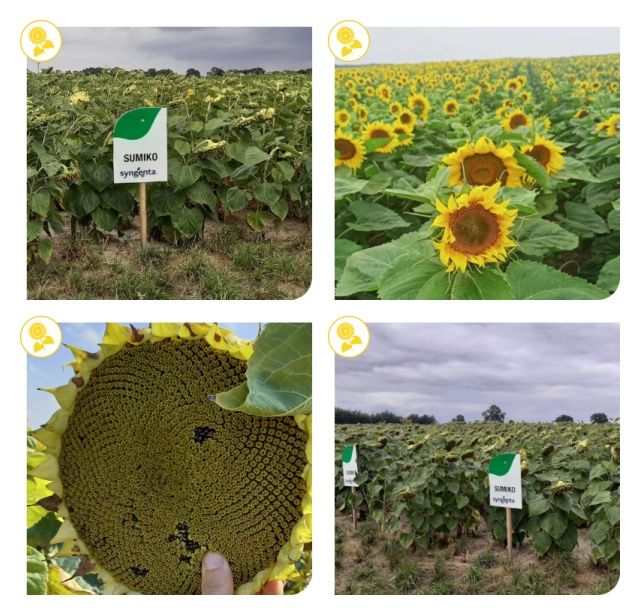 Słonecznik Sumiko 150 tyś C1 Syngenta