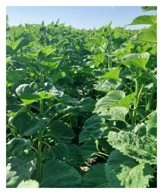 Słonecznik Mas 808.OL 150 tyś C1 Maisadur