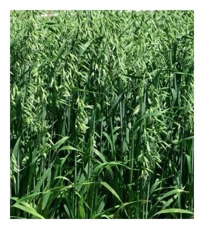 Owies jary Refleks C1 W 1000Kg Granum