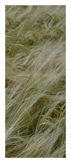 Jęczmień jary Feedway C1 BB 1000Kg Danko