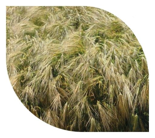 Jęczmień ozimy SY Maliboo F1 C1 10mln nasion Syngenta