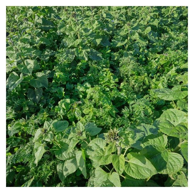 Mieszanka Międzyplonowa Lidcover Structur 15 Kg Lidea