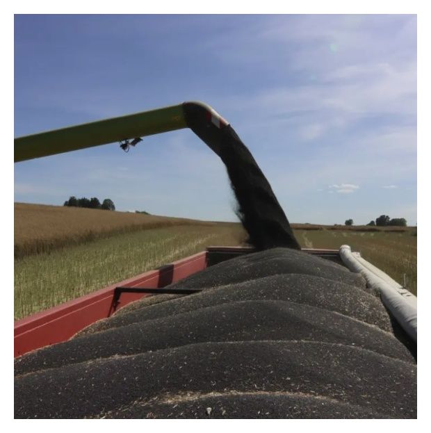 Rzepak ozimy Lauros F1 C1 KWS