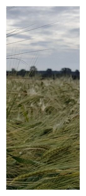 Jęczmień ozimy Bordeaux C1a