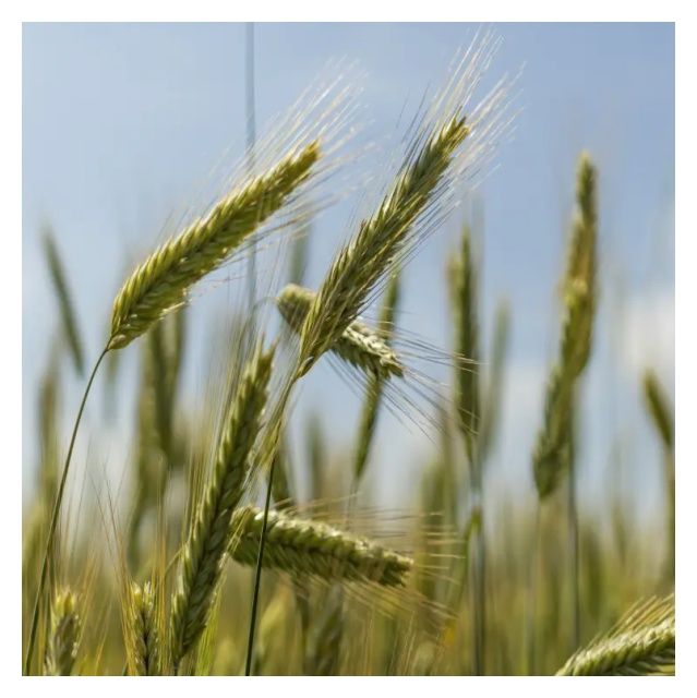 Żyto jare KWS Allocator F1 C1 1 mln KWS