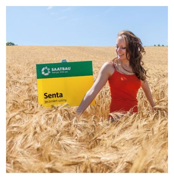 Jęczmień ozimy Senta C1 BB 1000Kg Saatbau