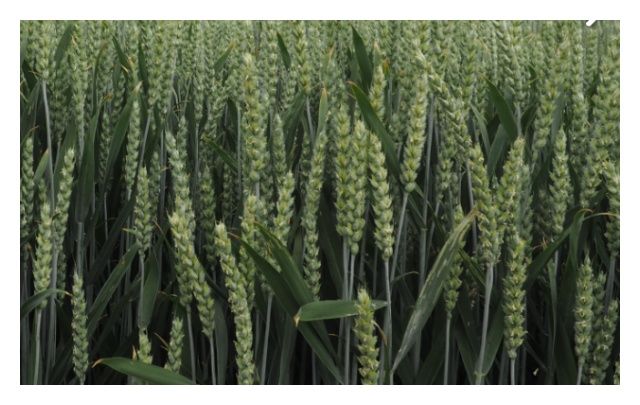 Pszenica zwyczajna ozima Debian C1 W 1000Kg Top Farms