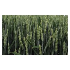 Pszenica zwyczajna ozima Debian C1 W 1000Kg Top Farms