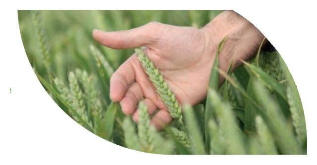 Pszenica zwyczajna ozima SY Landrich C1 W 1000Kg Syngenta