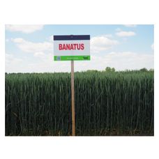 Pszenica zwyczajna ozima SU Banatus C1 BB 1000Kg Saaten Union