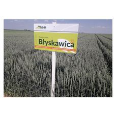 Pszenica zwyczajna ozima Błyskawica C1 W 1000Kg MHR